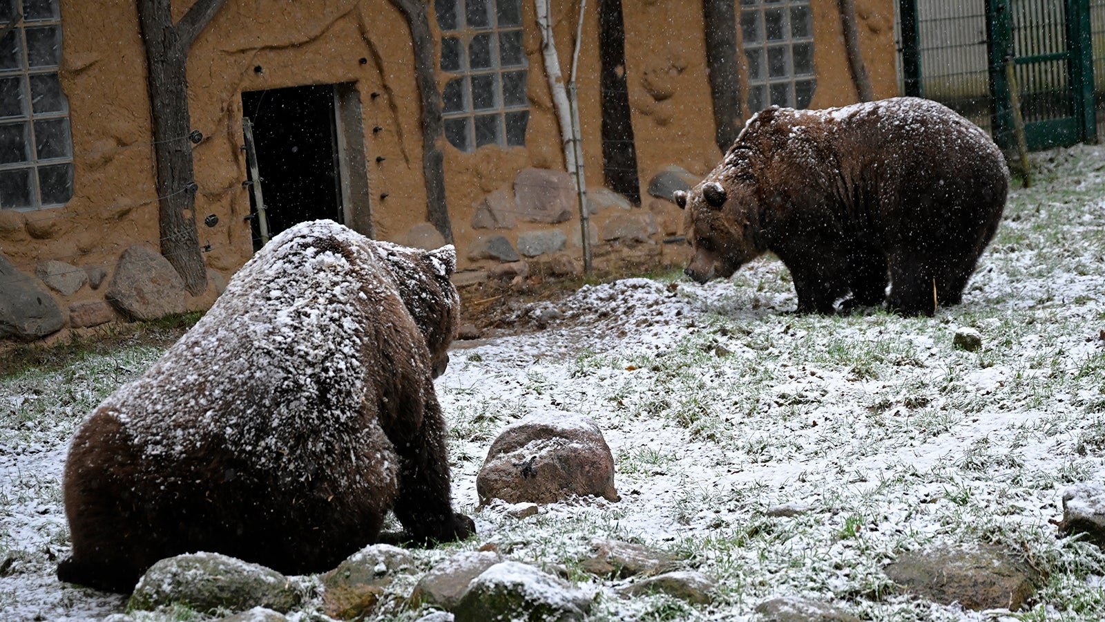 Mitten im Winter Bärenbrüder aus Winterruhe erwacht